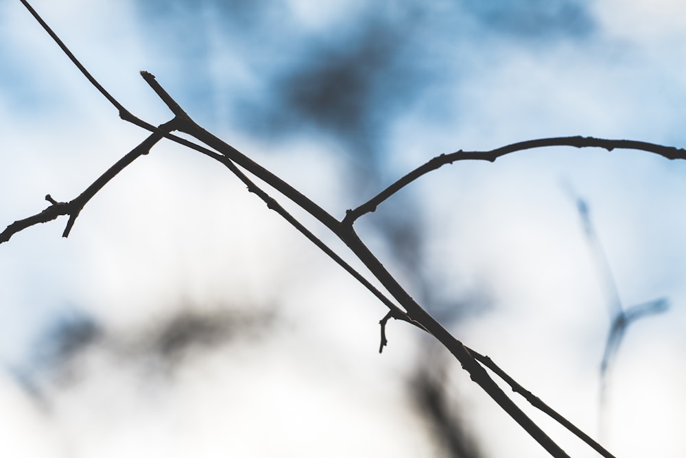 leafless tree