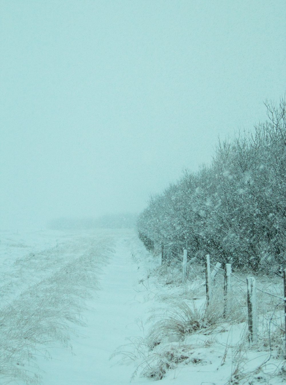 green trees covered with snow