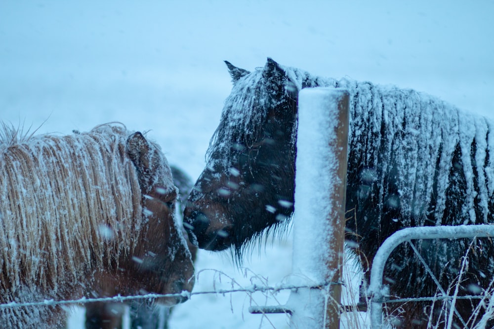 two black and brown horse during winter