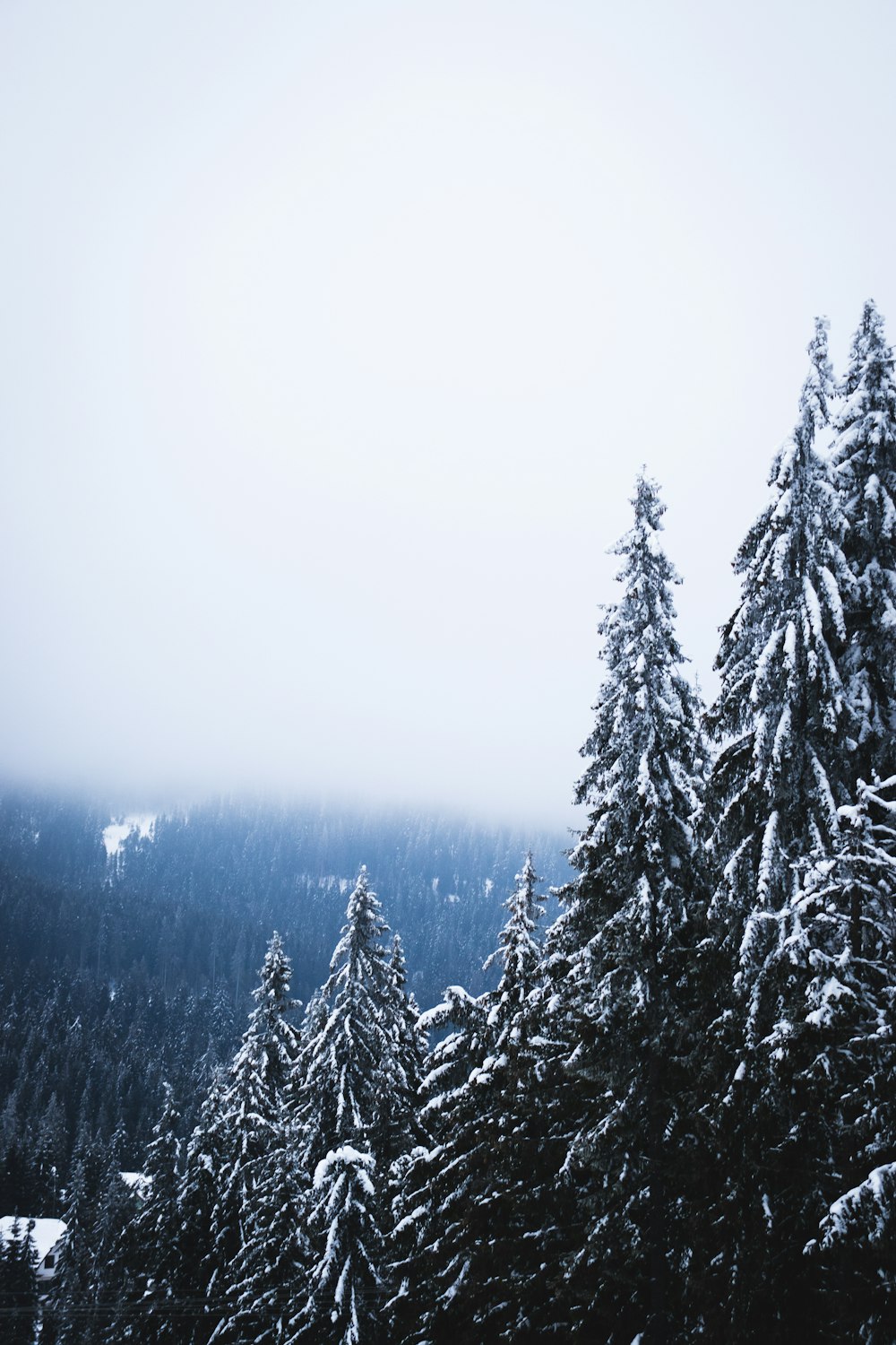 pine trees covered on snow under grey foggy sky
