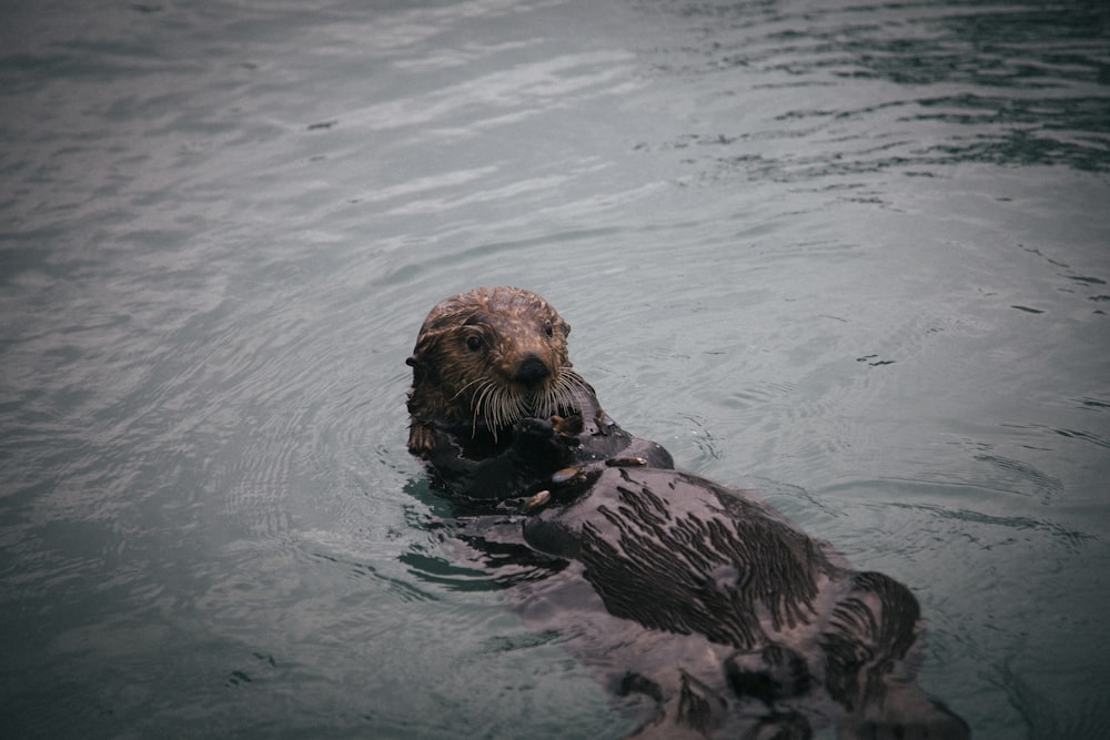 beaver on body of water