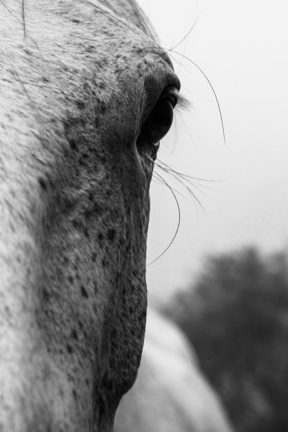 grayscale photography of horse