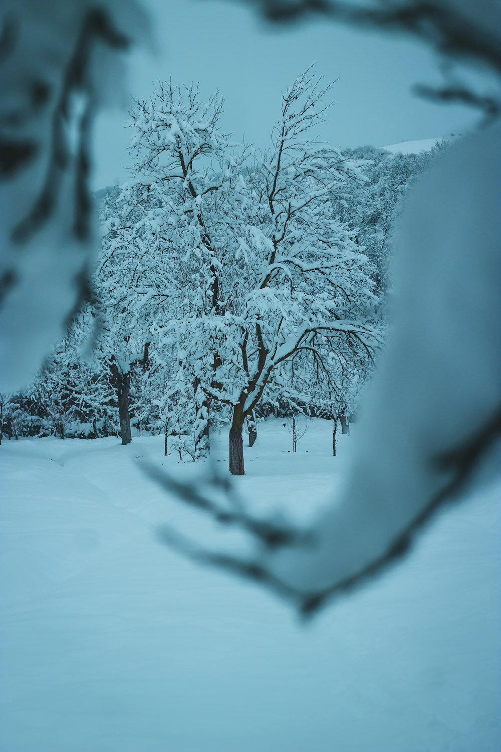 brown tree covered with snow