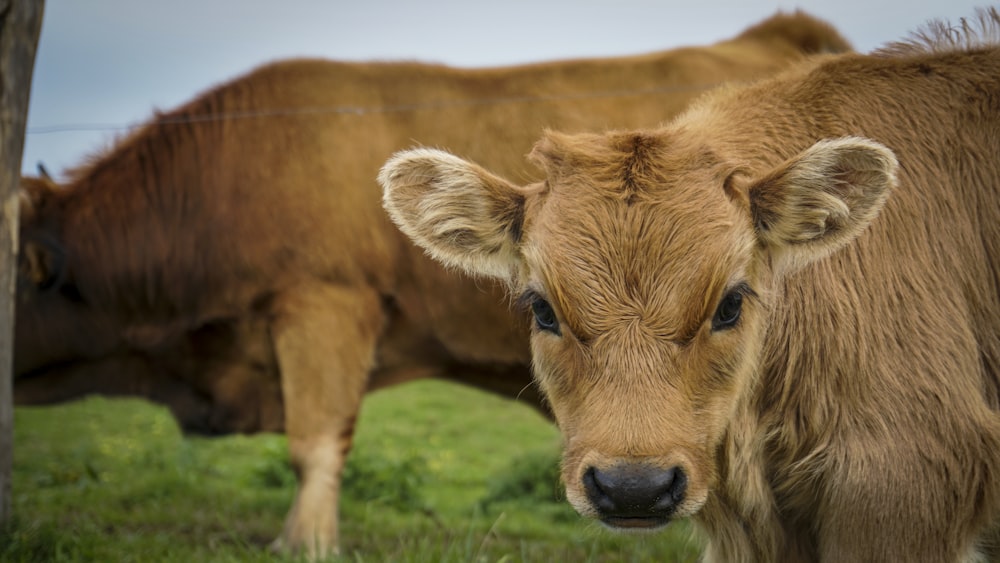 dos terneros marrones y una vaca