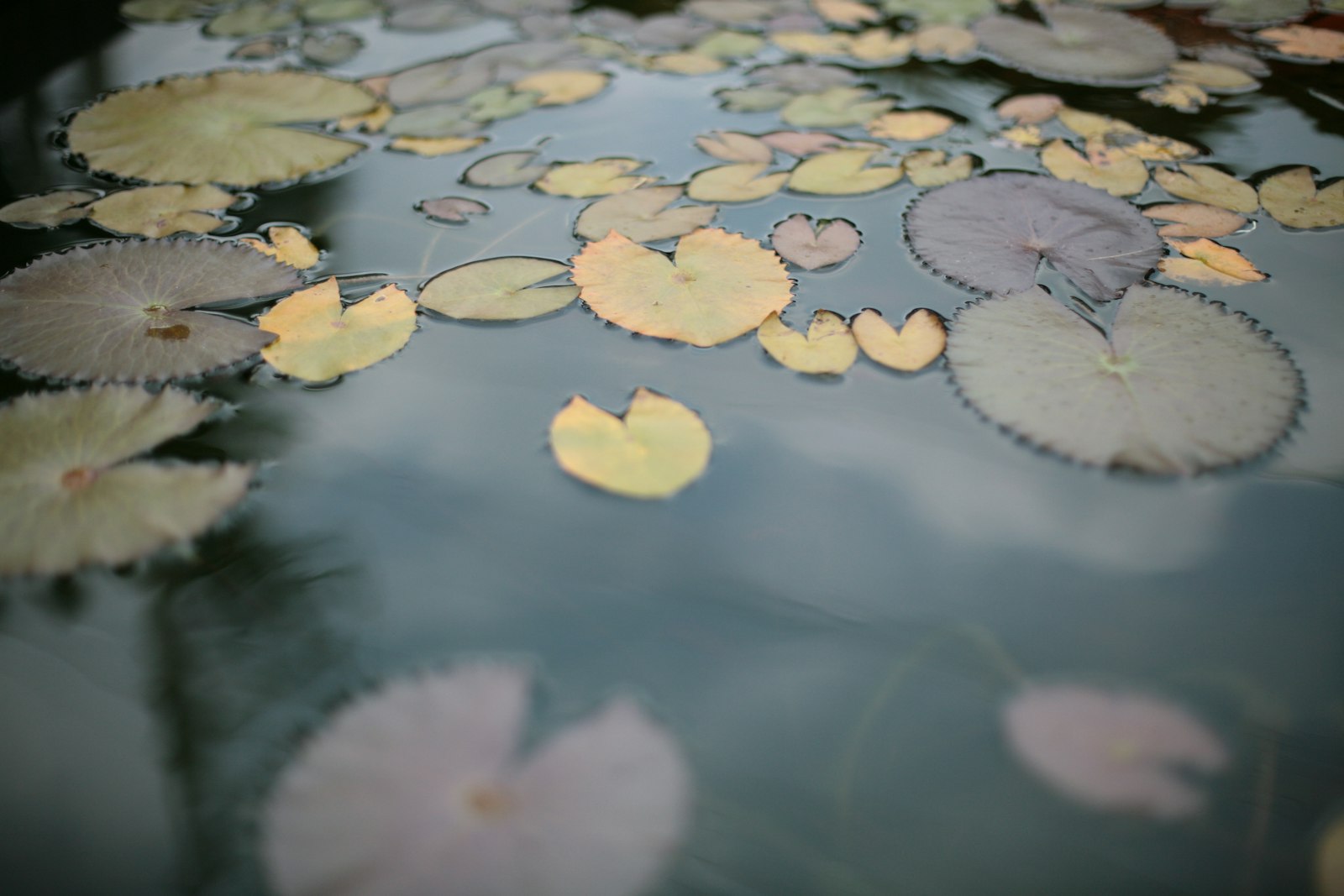 Canon EOS 5D + Canon EF 50mm F1.4 USM sample photo. Water lily photography