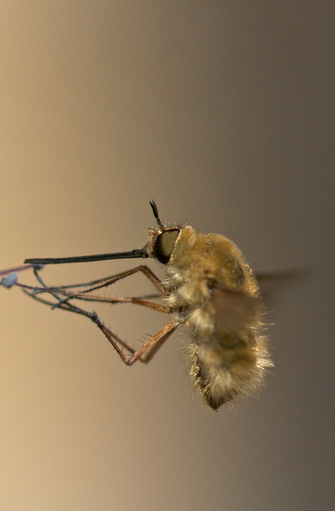 shallow focus photo of insect