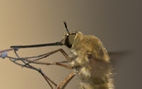 shallow focus photo of insect