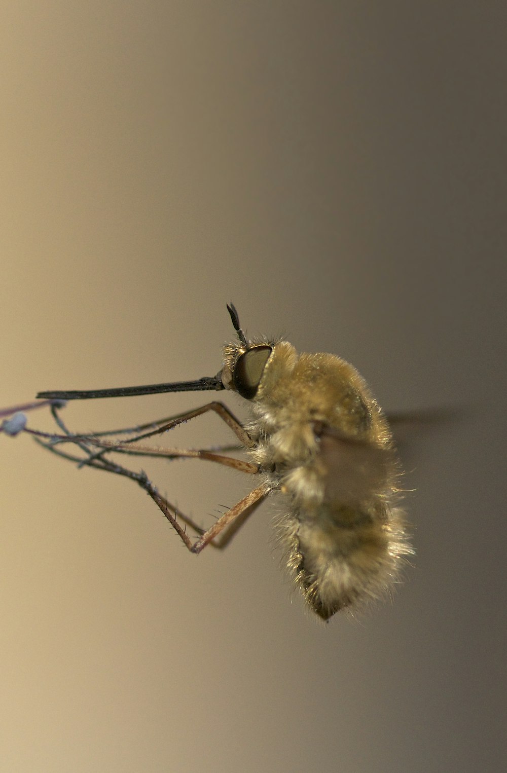 Foto de enfoque superficial de insecto