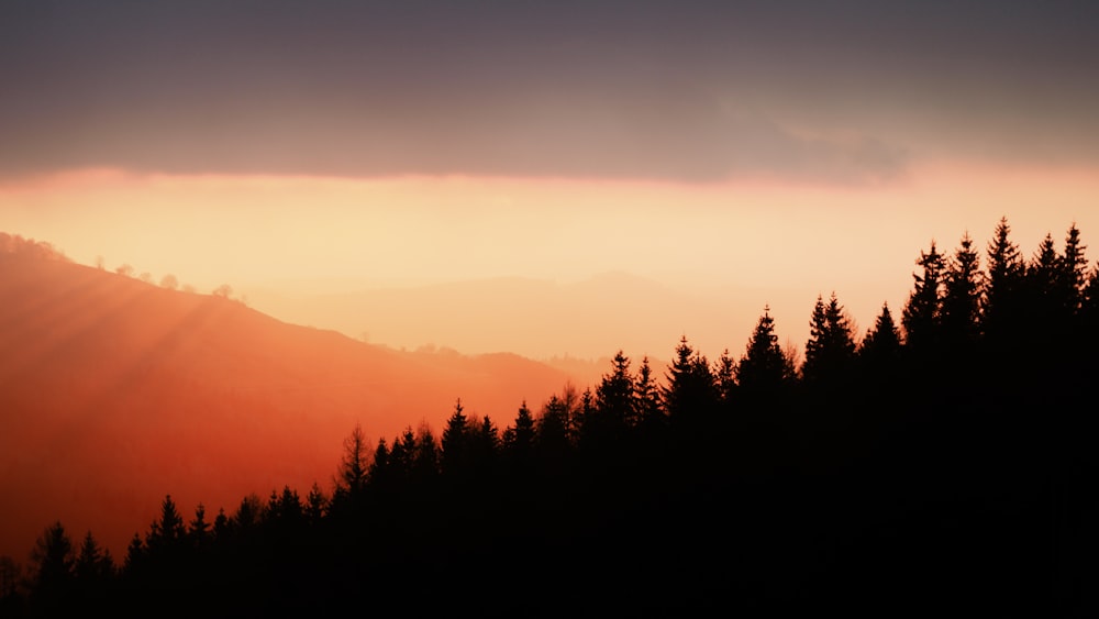 silhouette of trees under orange sky