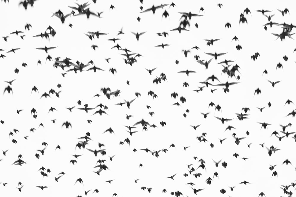 oiseaux noirs volant sur le ciel