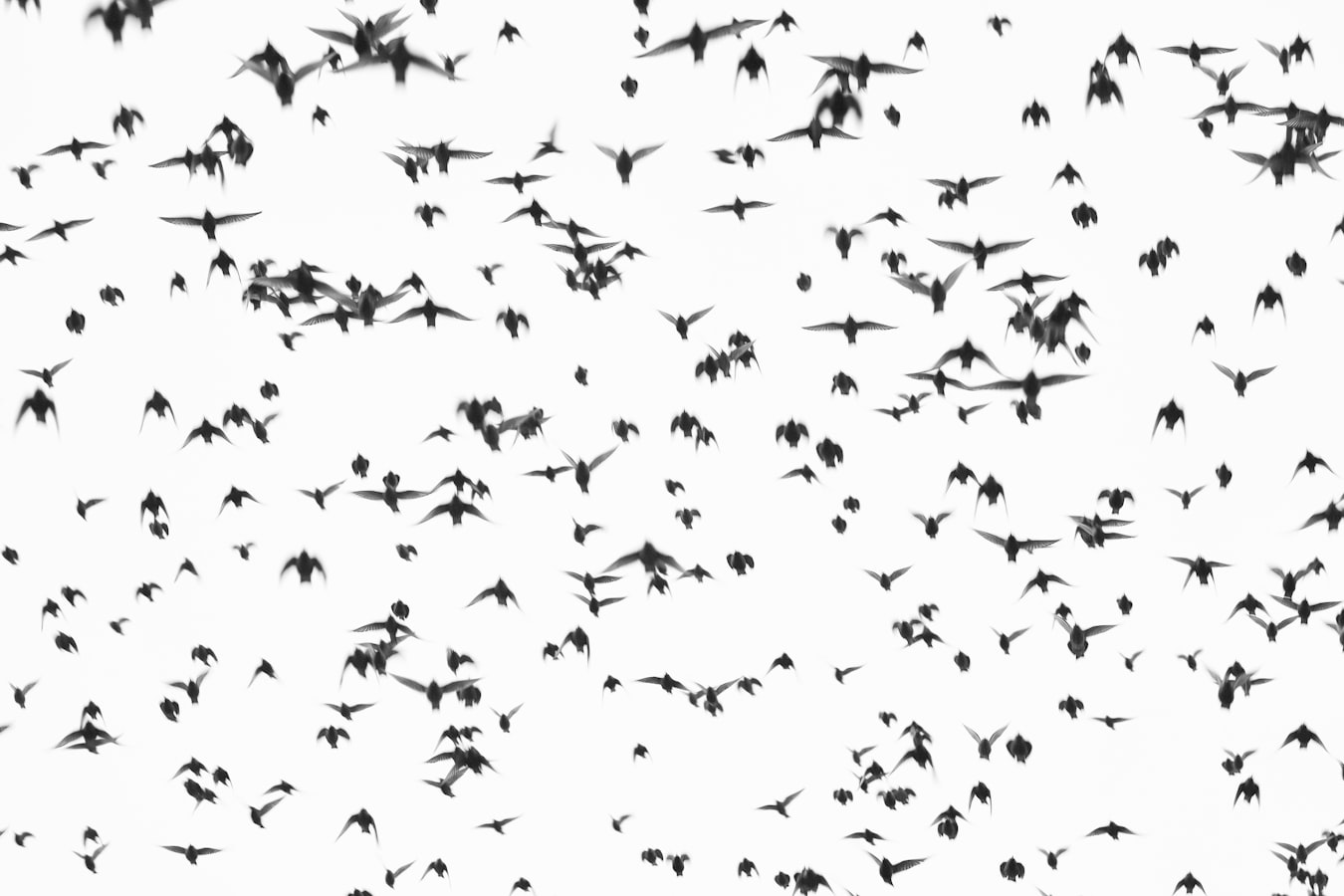 Bird Flock