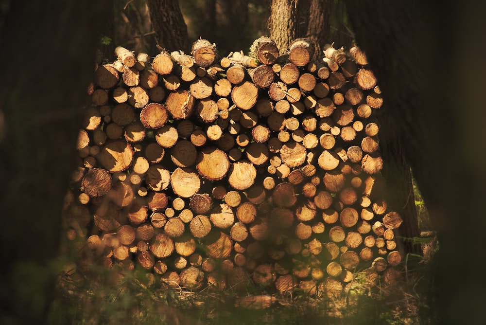 closeup photo of cut trees