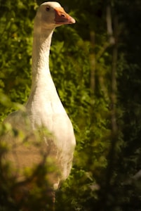 A white goose with an orange beak stands in a natural outdoor setting, surrounded by green foliage. The sunlight gently illuminates its body, casting soft shadows and highlighting the feathers.