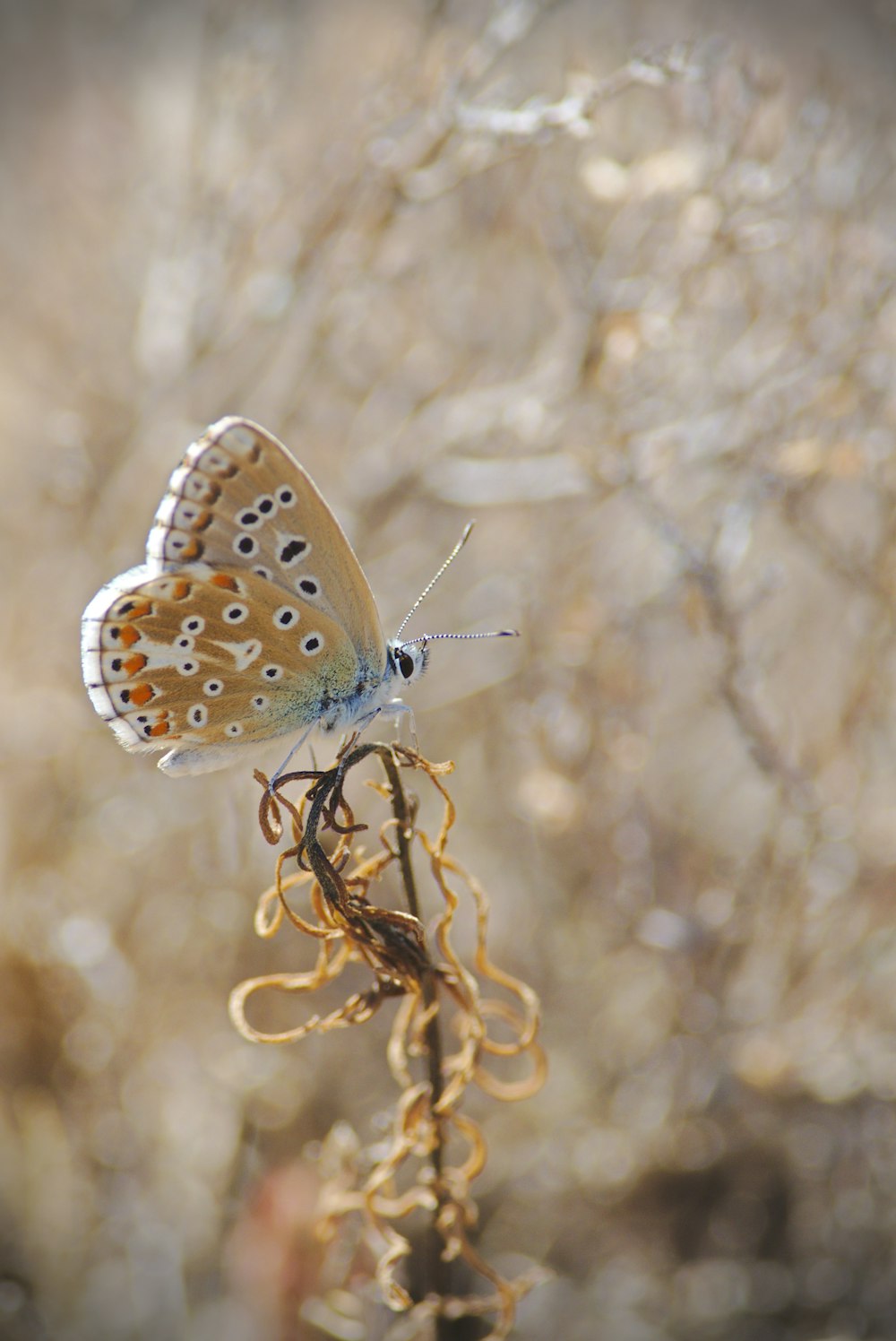 brown butterfly perched on flower