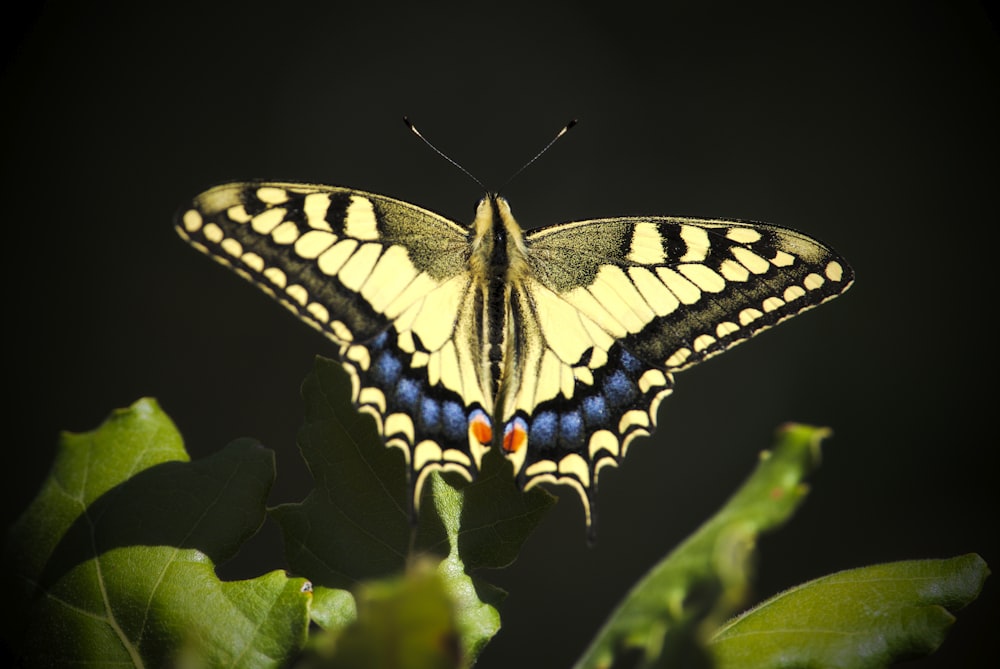 brown and blue butterfly above green leaves