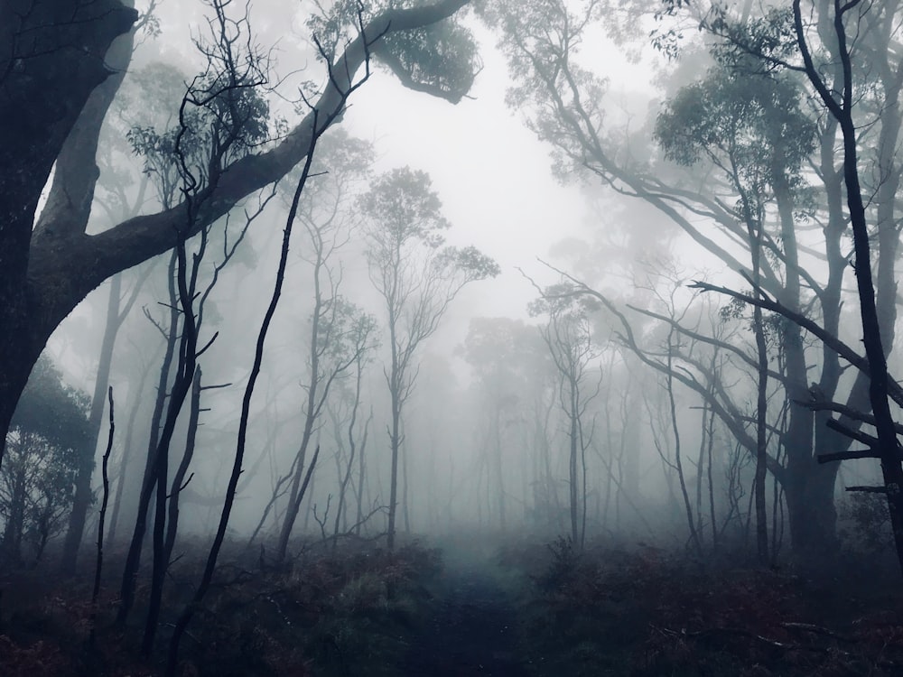 forest trees