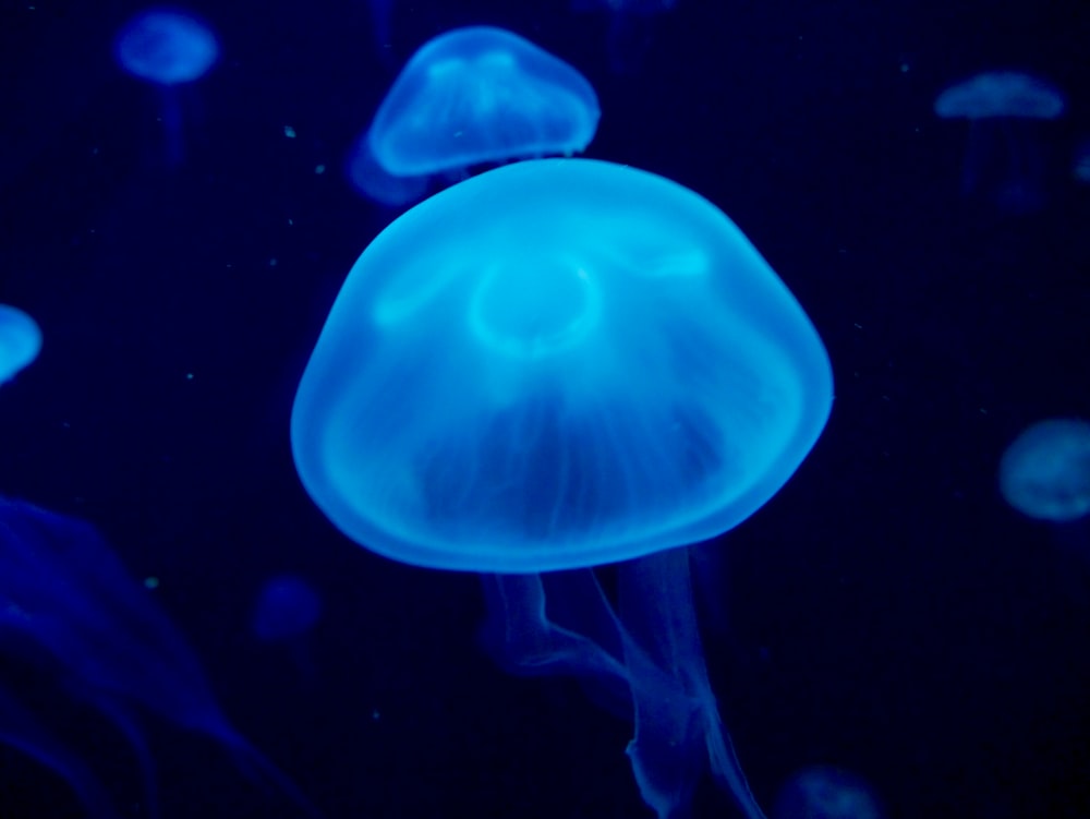 two blue jellyfish
