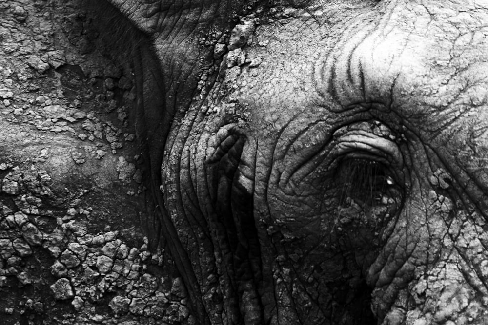 a close up of an elephant's face with wrinkles