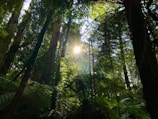 green forest at daytime