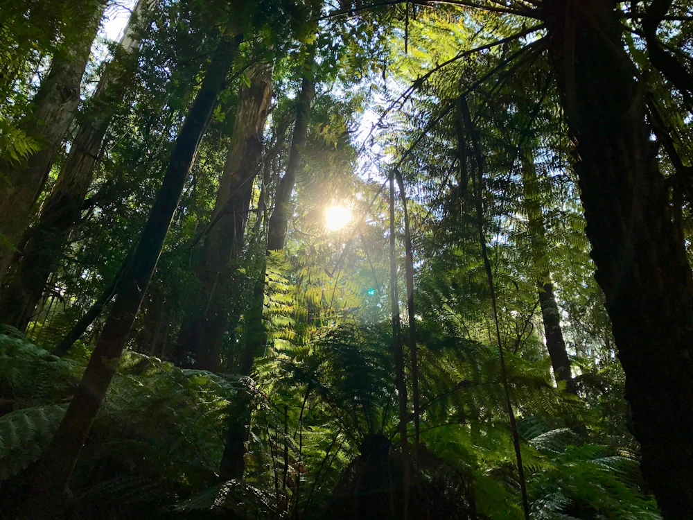 Bosque de las Dandenong Ranges cerca de Melbourne