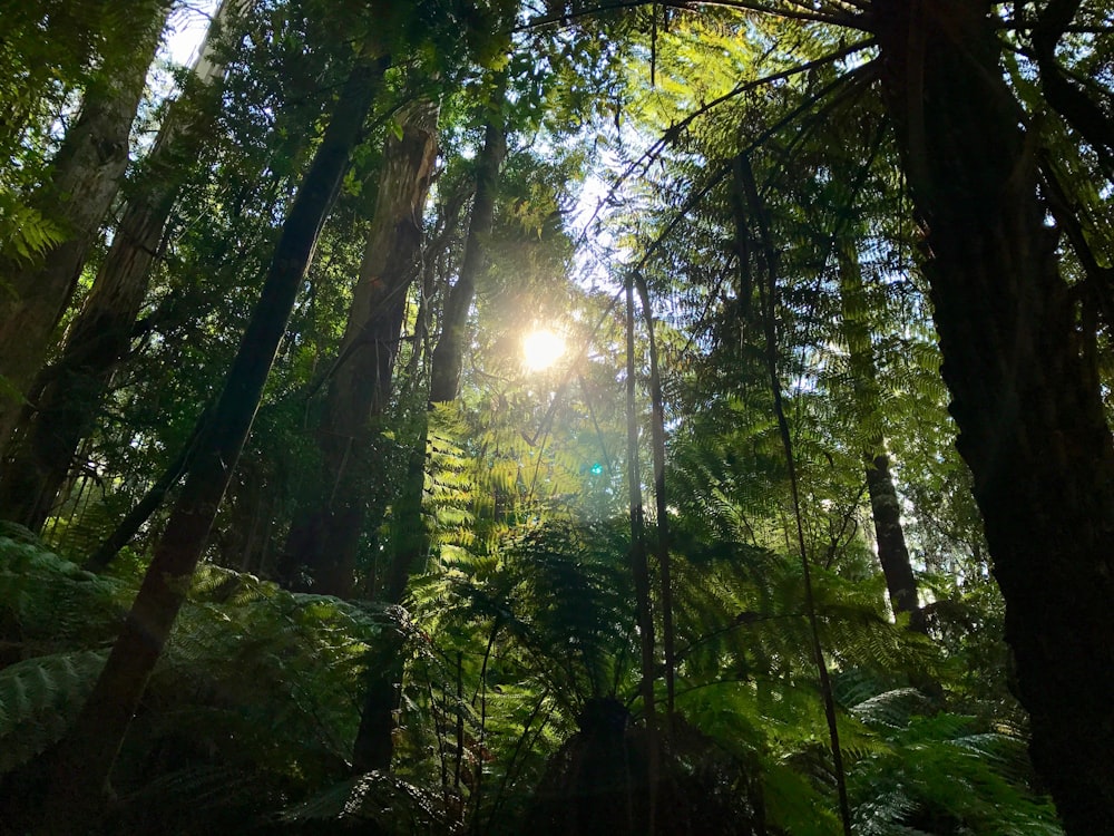 Bosque verde durante el día