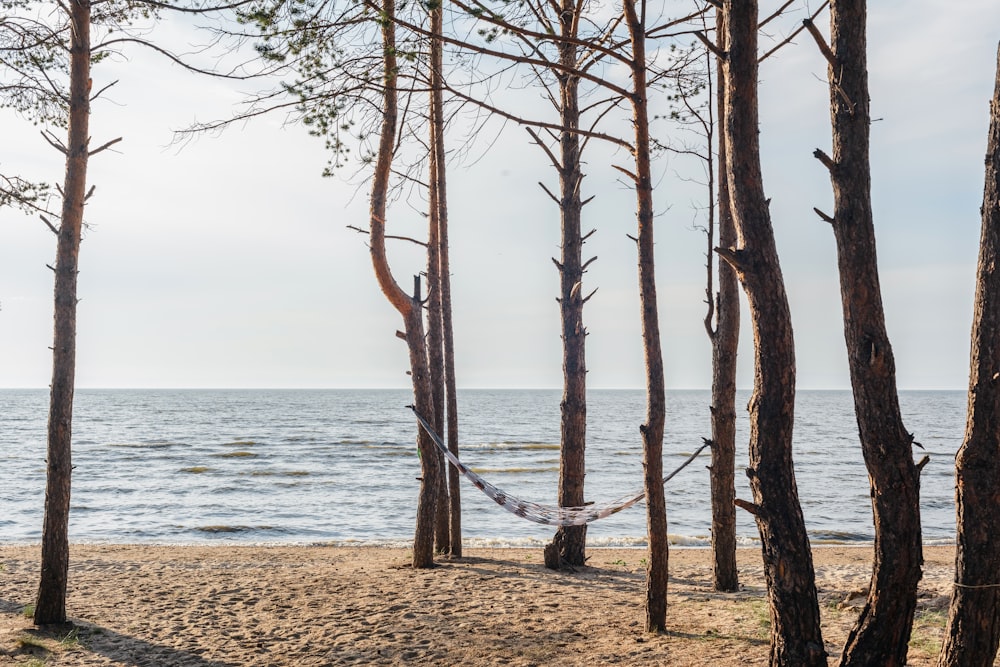 nature photography of gray swing tied between trees on seashore during daytime