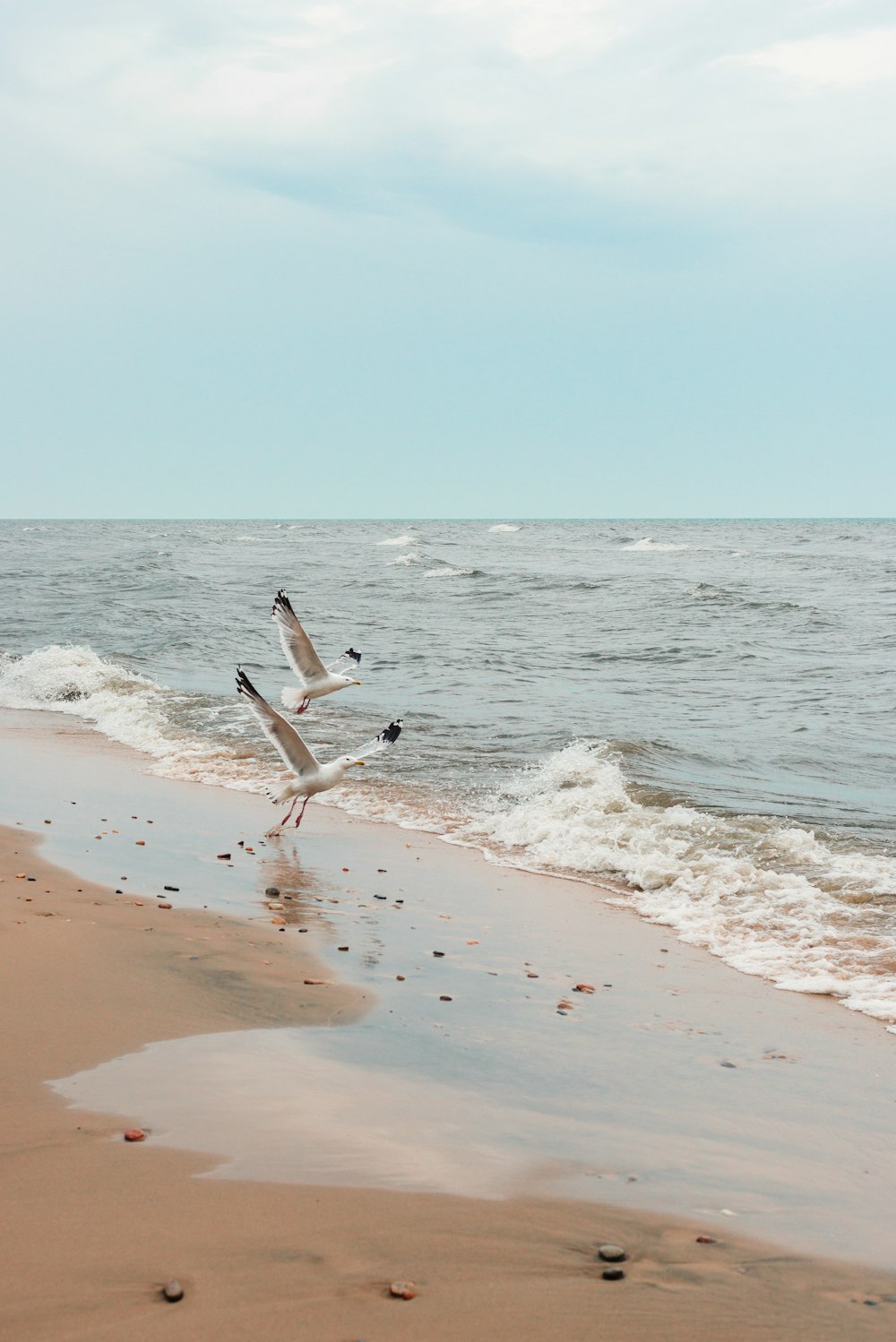 two white birds on seashore