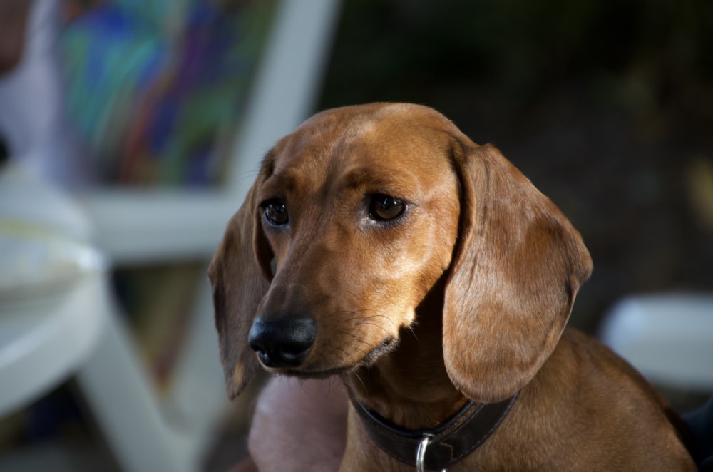 short-coated tan dog