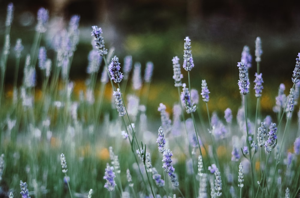 purple lavender bloom selective focus photography