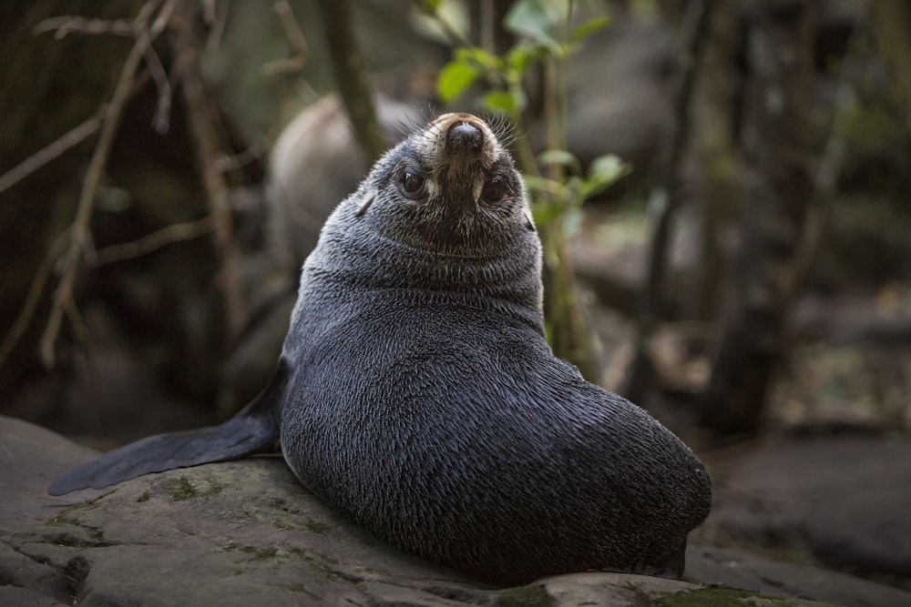 shallow focus photo of black animal