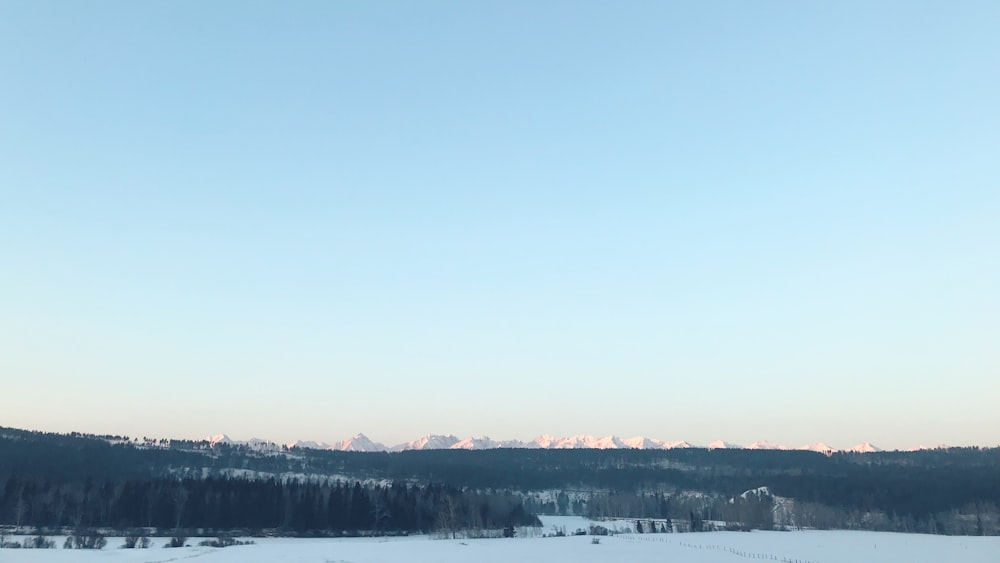 snow field and trees under blue sky at daytime