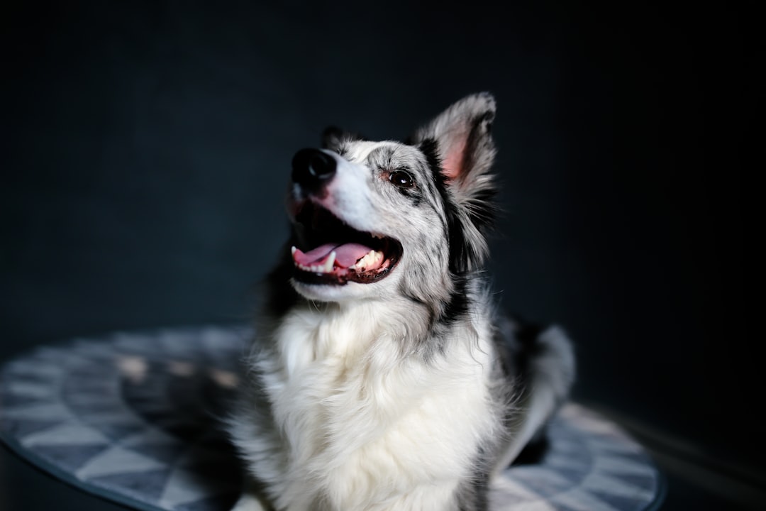 long-coated adult white and black dog