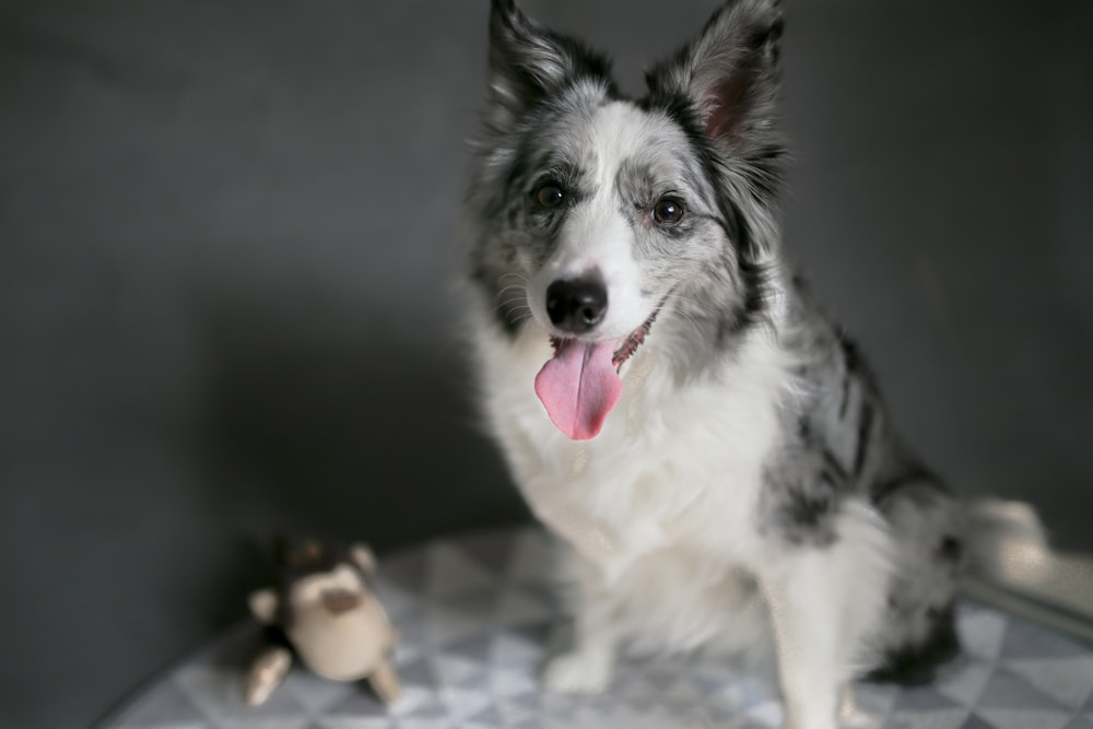 shallow focus photo of long-coated white and black dog