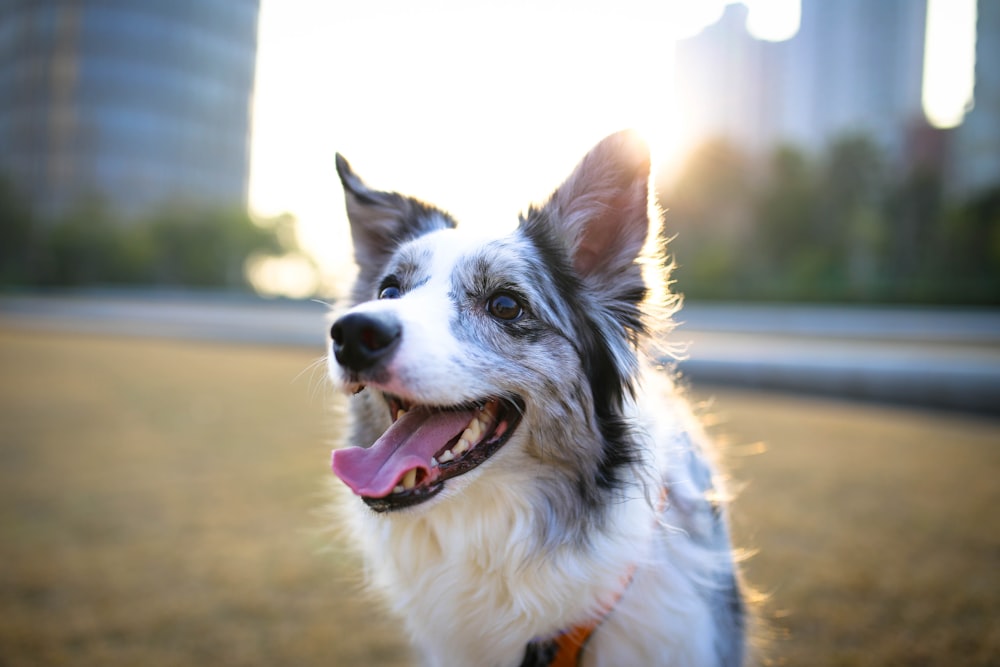 selective focus photography of long-coated white and gray dog