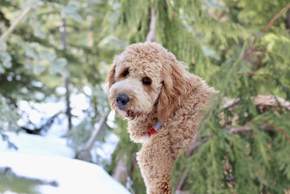 curly-coated dog
