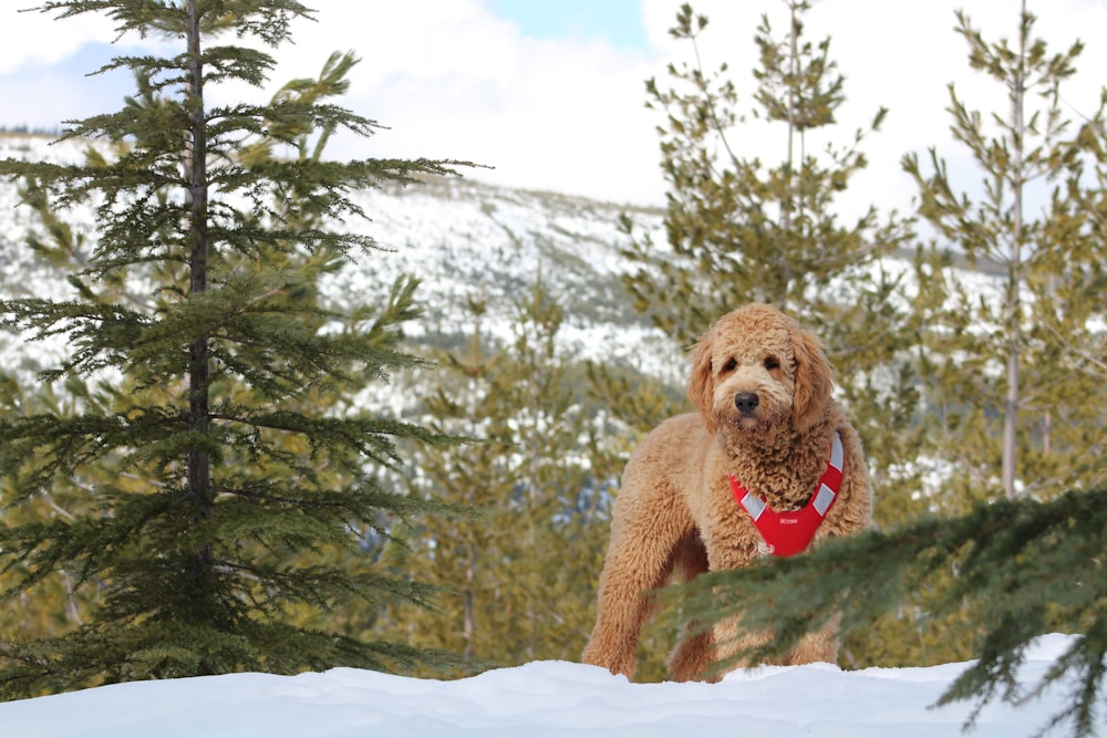 brown curly coated large dog on snow covered field surrounded by pine trees