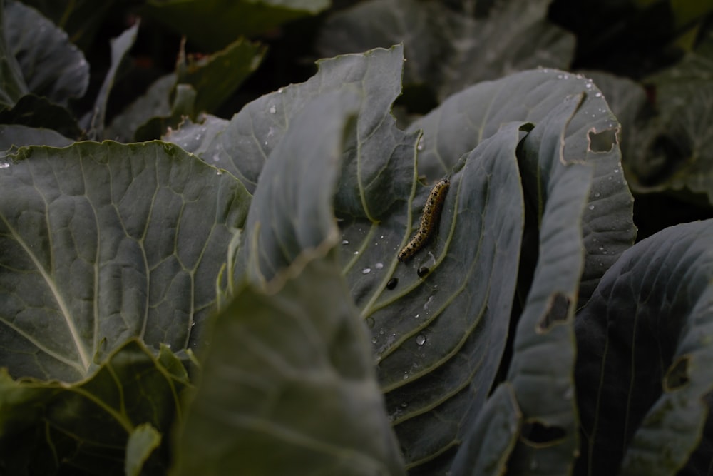 brown worm in green leaf plant