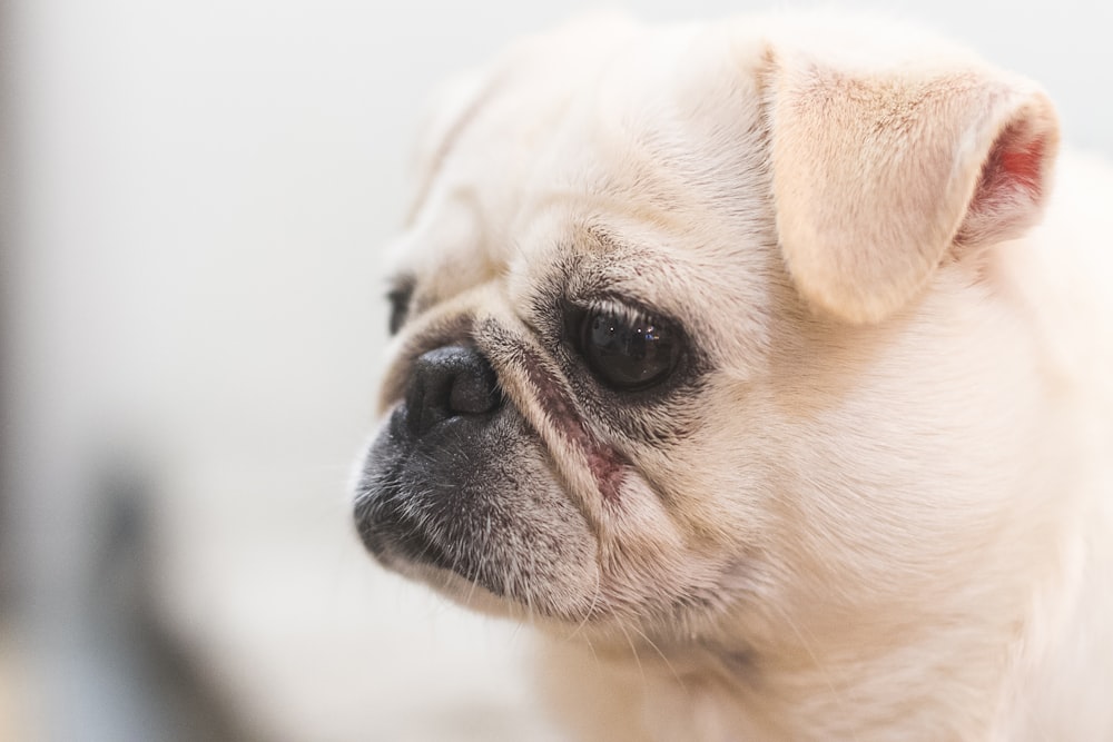 fawn pug puppy in close up photography