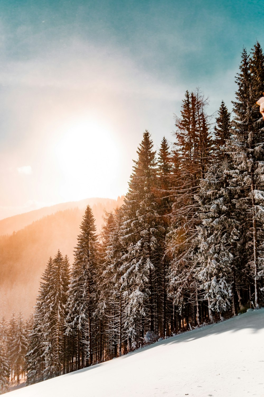 green pine trees on inclined snow mountain