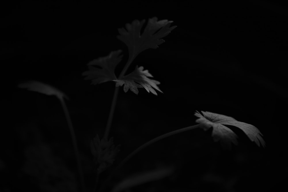 grayscale photo of plant