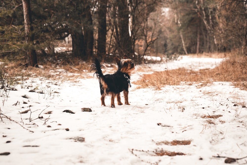 Yorkshire Terrier nero e marrone chiaro in piedi sulla neve circondato da alberi durante il giorno