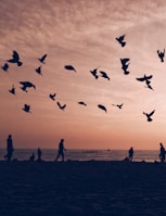 silhouette of flock of birds flying on seashore with people walking and standing during sunset