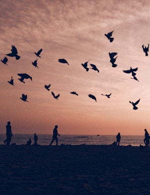 silhouette of flock of birds flying on seashore with people walking and standing during sunset