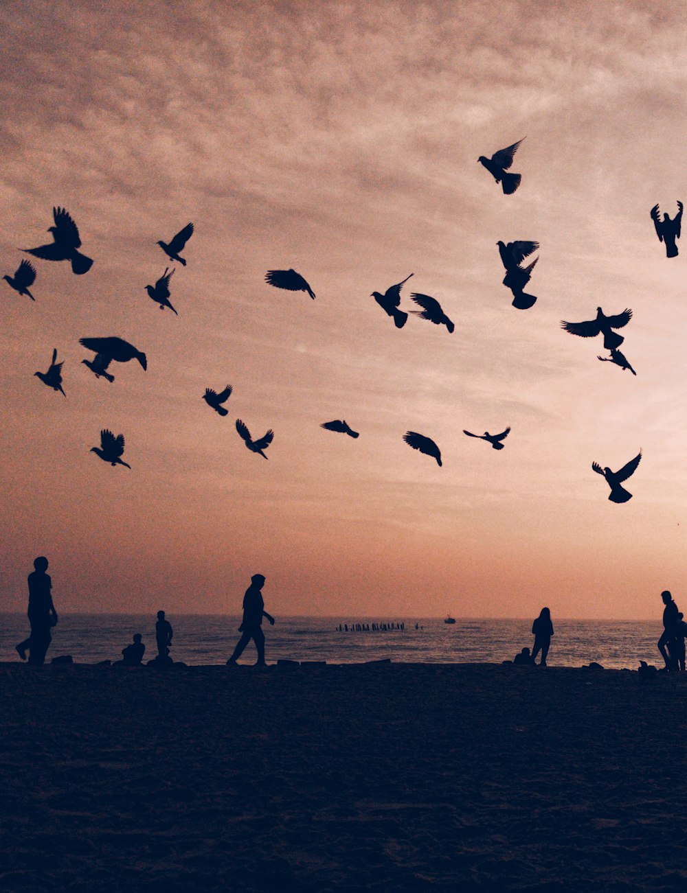 silhouette di stormo di uccelli che volano in riva al mare con persone che camminano e si levano in piedi durante il tramonto