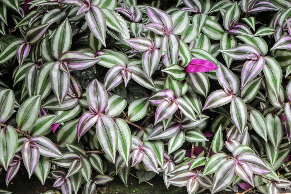 green and white striped leaf plants