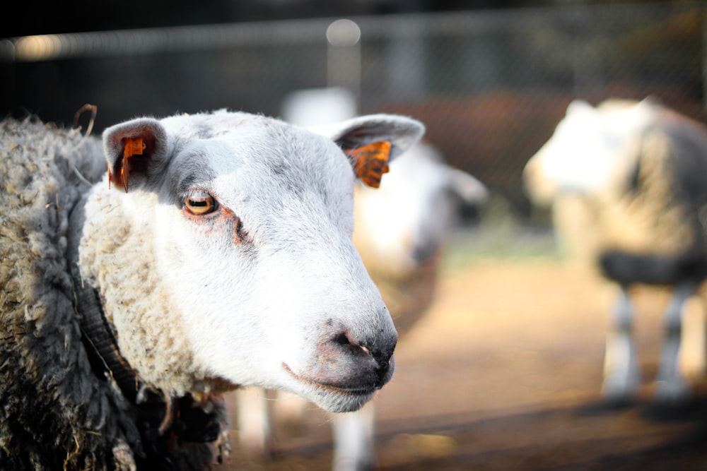 selective focus photo of white sheep