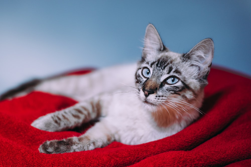 silver tabby cat