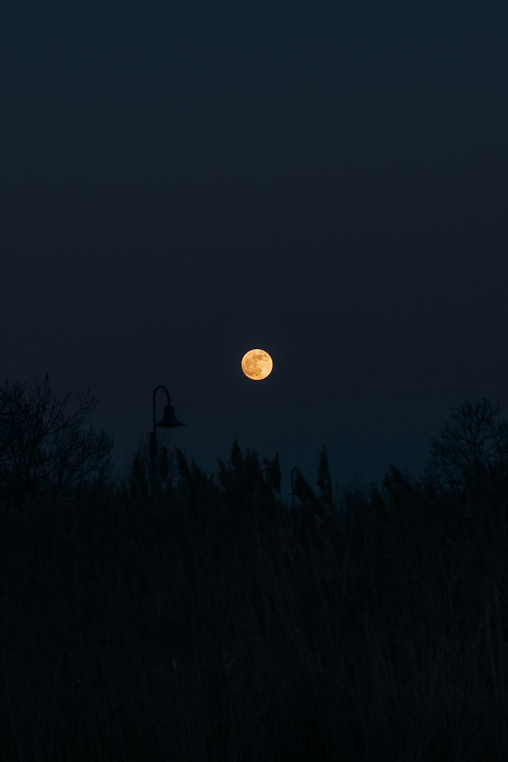 silhouette d’arbres sous la pleine lune