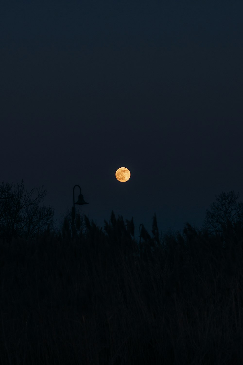 silhouette of trees under full moon