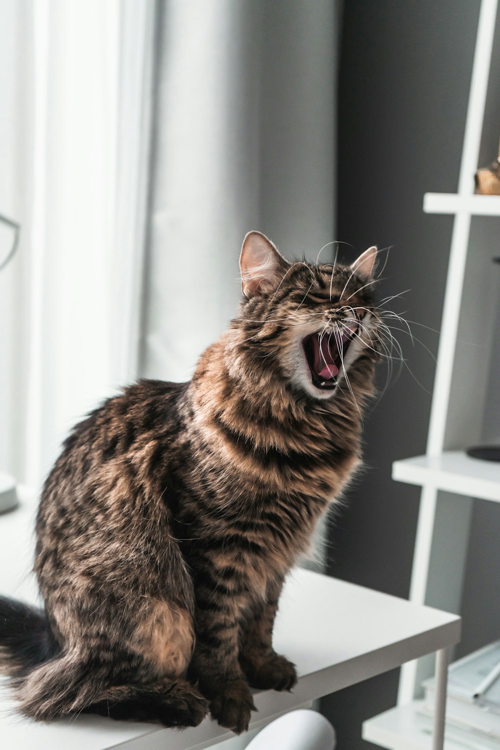 brown cat on white rack